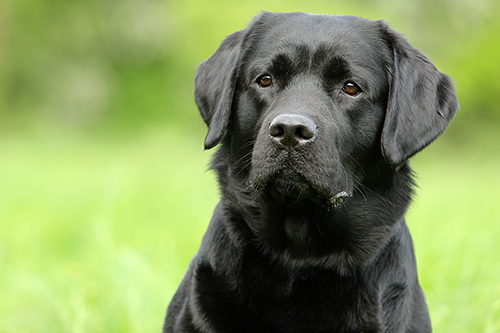 Heidelberg Hills Labradors